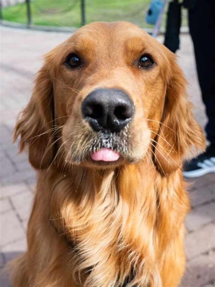 16 Golden Retrievers Mixed With Dachshund Page 4 The Paws